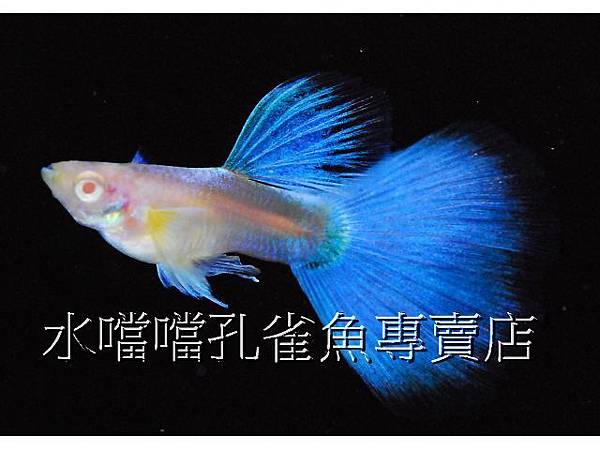 水噹噹孔雀魚專賣店007