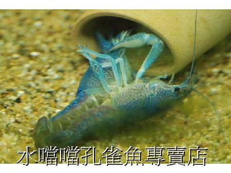 螯蝦水噹噹孔雀魚專賣店005.jpg