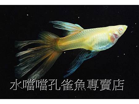 水噹噹孔雀魚專賣店003.jpg