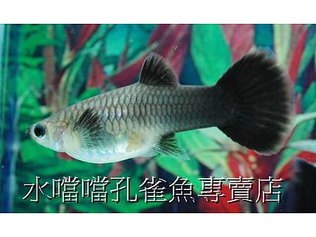 水噹噹孔雀魚專賣店003.jpg