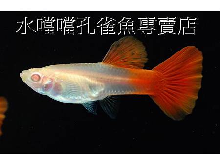 水噹噹孔雀魚專賣店004.jpg