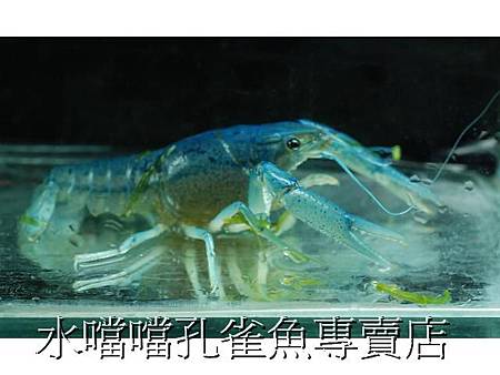 藍螯水噹噹孔雀魚專賣店007.jpg