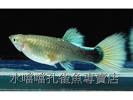 水噹噹孔雀魚專賣店004.jpg