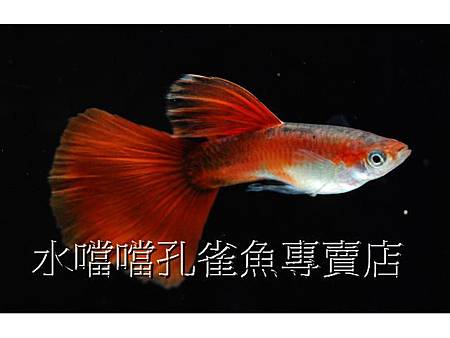 水噹噹孔雀魚專賣店003.jpg