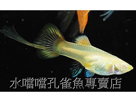 水噹噹孔雀魚專賣店004.jpg