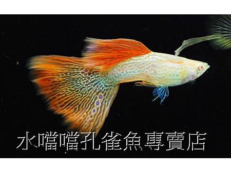 水噹噹孔雀魚專賣店005.jpg