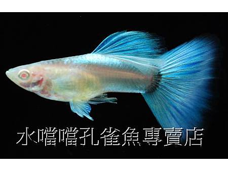 水噹噹孔雀魚專賣店007.jpg