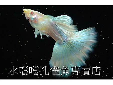 水噹噹孔雀魚專賣店003.jpg