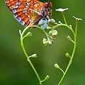 蝴蝶的愛心草