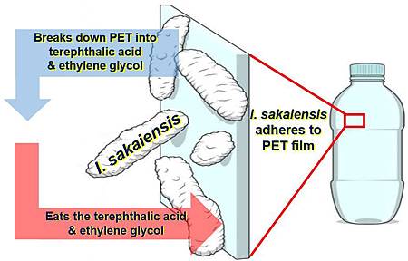 科學家找到能分解塑膠的細菌2