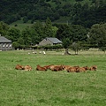 草地上的黃牛群~~~我的夥伴