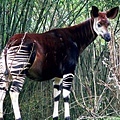 okapi