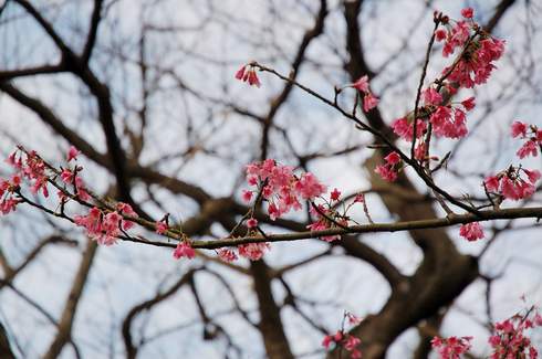 陽明山花.JPG