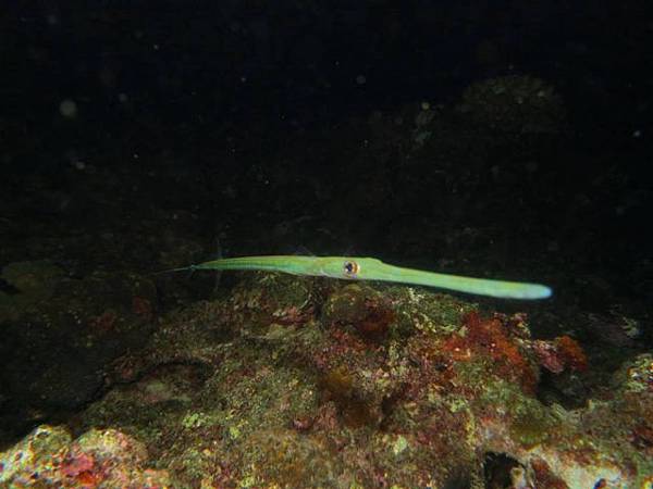 night-dive2_171109_0063-1-640x480.jpg