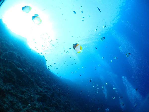 カスミチョウチョウウオ:Hemitaurichthys polylepis:多鱗霞蝶魚.jpg