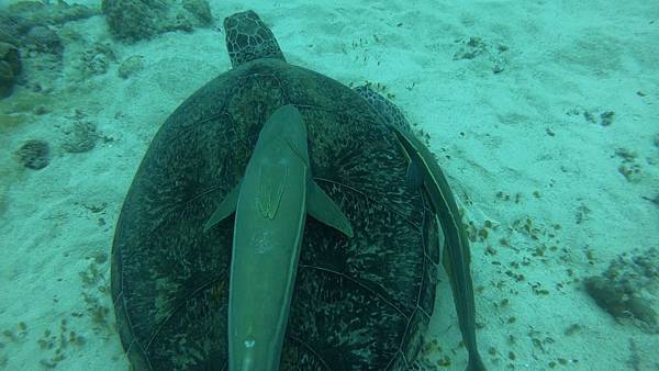 长印鱼 䲟科 「水中生物图鉴」