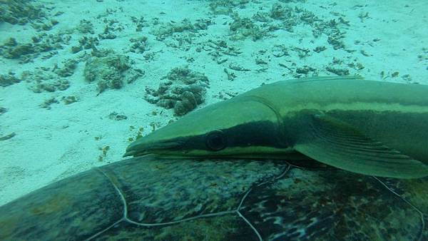 长印鱼 䲟科 「水中生物图鉴」