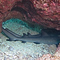 INAMBISHI WHITE TIP SHARK II.JPG