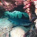 INAMBISHI WHITE TIP SHARK III.JPG