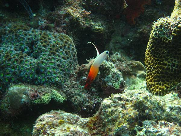雷达鱼凹尾塘鳢亚科「水中生物图鉴」 冲绳青之洞窟(蓝洞/青洞)潜水