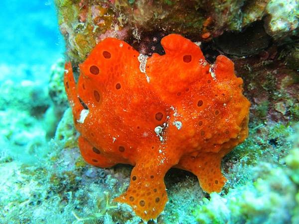 真荣田岬的可爱frogfish「白斑躄鱼」,冲绳在地潜水教练带你探索! | 