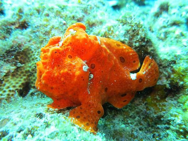 真荣田岬的可爱frogfish「白斑躄鱼」,冲绳在地潜水教练带你探索! | 