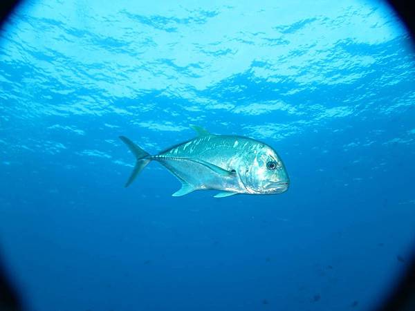 浪人鲹 鲹科 「水中生物图鉴」
