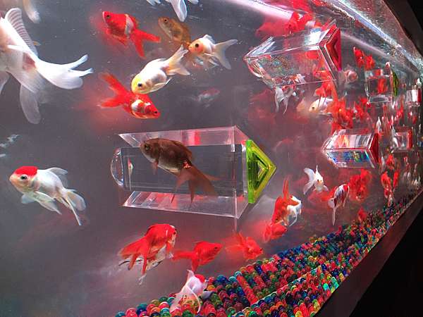 沖繩活動 水族藝術展沖繩 金魚之結in 那霸市 Okinawa Travel Info 沖繩旅遊情報 痞客邦 沖繩活動 水族藝術展沖繩 金魚之結in 那霸市 Okinawa Travel Info 沖繩旅遊情報 痞客邦