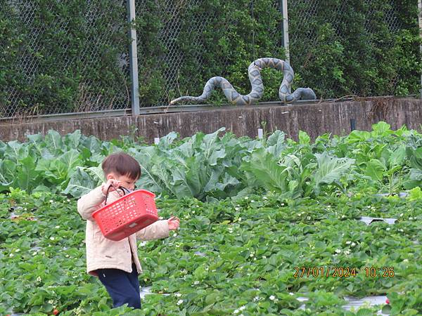 苗栗之旅IV【場景八】一品草莓園