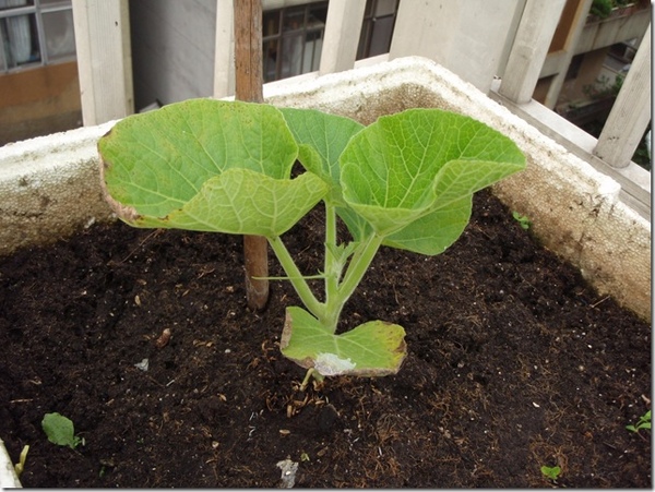 瓠瓜種植記錄 老狐狸的鬧中取靜與忙裡偷閒 痞客邦