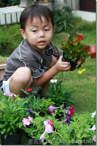 小罡幫忙種花