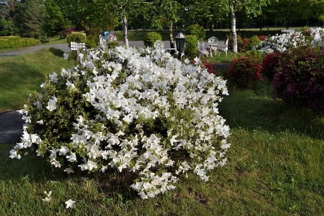 DSC_5232.JPG - 2019日本立山