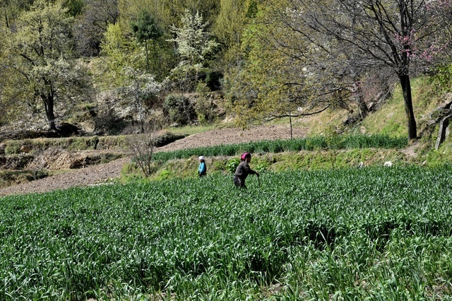 DSC_9535.JPG - 2018四川金川、丹巴、新都橋等