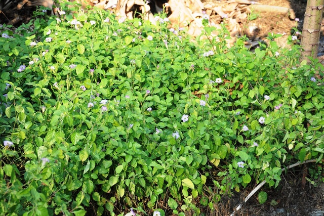 活力菜 赤道櫻草 老徐自說自話2 痞客邦