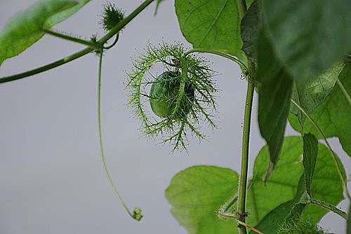 毛西番蓮 老徐自說自話2 痞客邦 毛西番蓮 老徐自說自話2 痞客邦