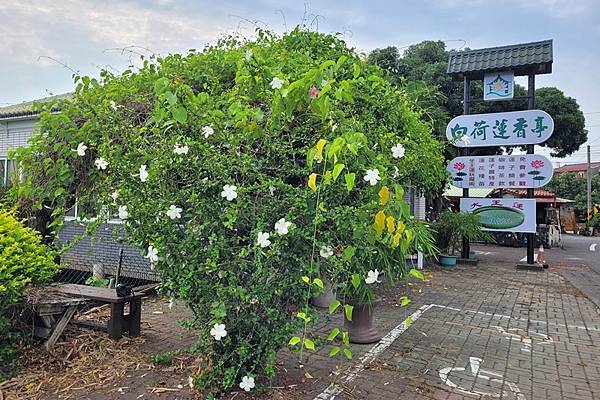 華他卡藤，開綠色的小花