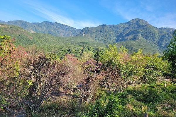 嘉義中埔半日遊，愛在山林農場、中埔百年古隧道