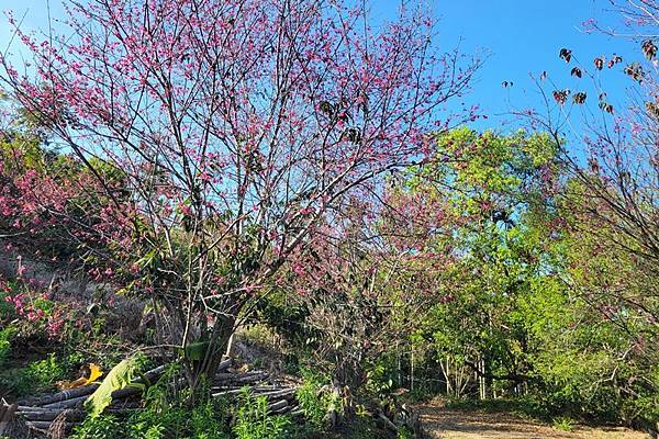 嘉義中埔半日遊，愛在山林農場、中埔百年古隧道