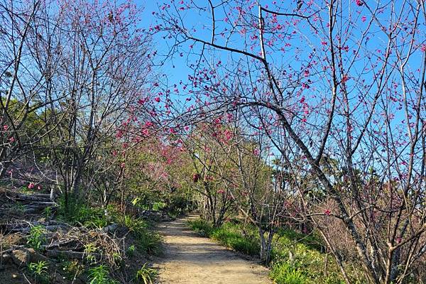 嘉義中埔半日遊，愛在山林農場、中埔百年古隧道