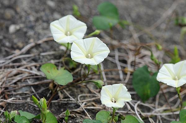 姬牽牛，野牽牛