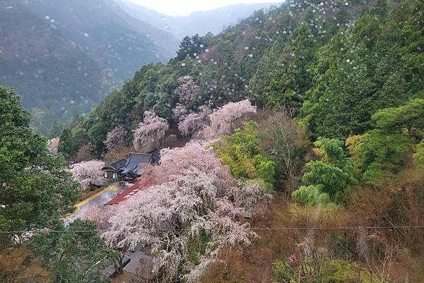 2024日本東京賞櫻6，身延山纜車