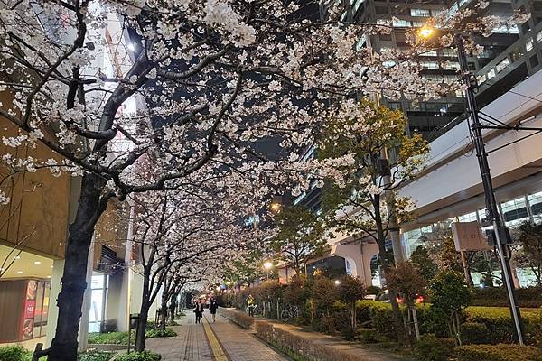 2024日本東京賞櫻13，晴空塔及台場夜景