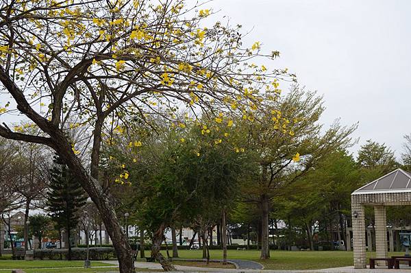 4 (台中崇崙公園黃風鈴)