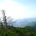 枯樹配藍天,感覺不錯