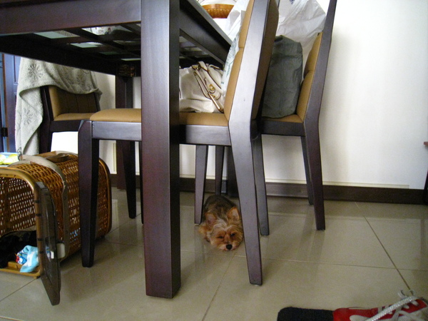 被我打罵完的胖虎,躲在桌子下.反省..不..是無聊想睡了