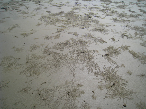 沙灘上的痕跡