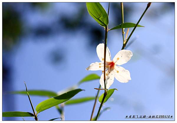 油桐花