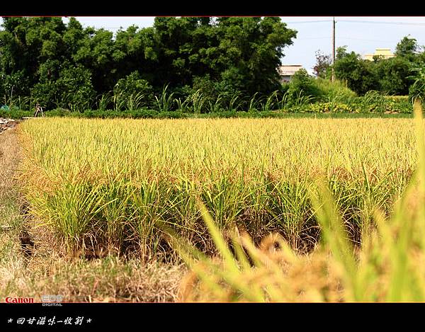 夏收