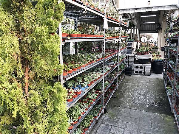 台中市 向上花市超好逛 多肉植物3盆100元 熊童子60元超低價 加菲的生活雜記 痞客邦 台中市 向上花市超好逛 多肉植物3盆100元 熊童子60元超低價 加菲的生活雜記 痞客邦
