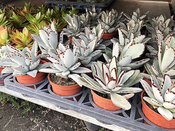 台中市 向上花市超好逛 多肉植物3盆100元 熊童子60元超低價 加菲的生活雜記 痞客邦 台中市 向上花市超好逛 多肉植物3盆100元 熊童子60元超低價 加菲的生活雜記 痞客邦
